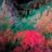custard_cream_3