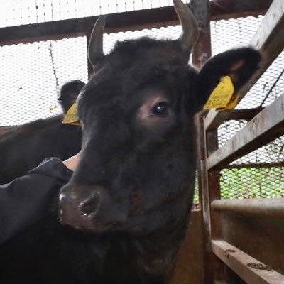 niku_izm's profile picture. 発売中 EXILE SHOKICHI 初著書 「 #肉主義 ( #肉イズム ) 」🥩📙に関する期間限定アカウント ！書籍の魅力や情報はマネージャーやスタッフから、 肉への愛や著者おすすめポイントはSHOKICHI本人でお届けしていきます🥩