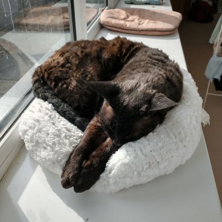 2devonrex's profile picture. 