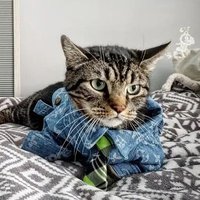 House Tiger Vinnie (@iii_senior) 's Twitter Profile