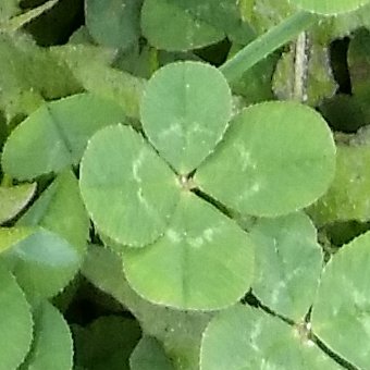 MelkWolkje's profile picture. Lurking in the shadows