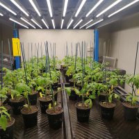 Plant physiology UPV (@plantphysiolupv) 's Twitter Profile