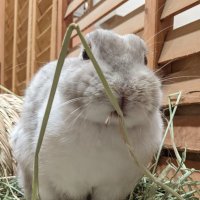くりーむ入り。 (@ao_shukurimu) 's Twitter Profile