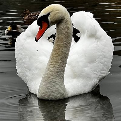 Swan. Unit. Lord Protector Of Grasmere