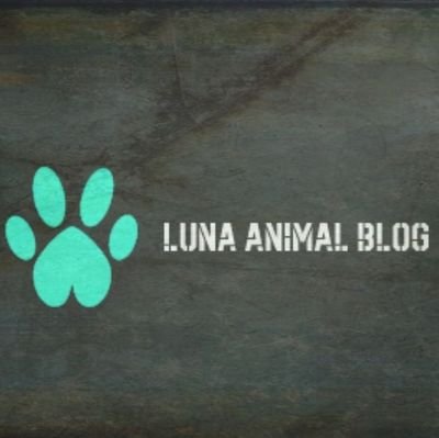 En este blog encontrarás curiosidades y artículos interesantes sobre el mundo animal, como también casos de animales en adopción o sus historias. ¡Compártelo!