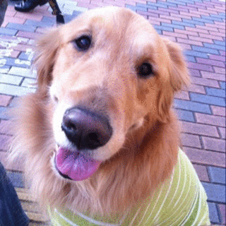 体育会系で犬ばか。特にゴールデン・レトリバー。
愛犬は2005年11月23日生まれのゴールデン・レトリバーのバディ♂。
スポーツと飲み会が好き。
好奇心は旺盛だけど、すぐに飽きてしまうのが玉に瑕。

バディの事と、どうでもいい事がメインのツイですがどうぞよろしくです。