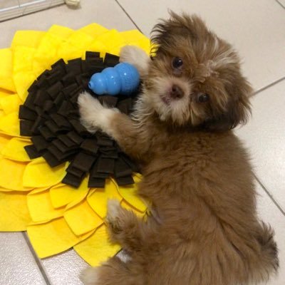 your resident shihzennie. get! get! aw! aw!