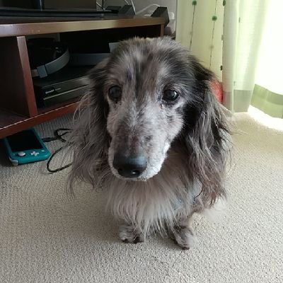 chibiandmoco's profile picture. あずき2024年9月1日生まれ(ブラックアンドタン)/ちび太2005年8月18日生まれ18歳🌈(シルバーダップル)/モコ2006年4月22日生まれ8歳🌈(ブラックアンドタン)アイコンはちび太