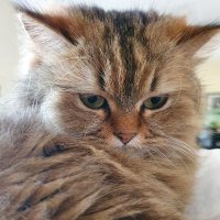 BSO-PA (@boonooi3) 's Twitter Profile