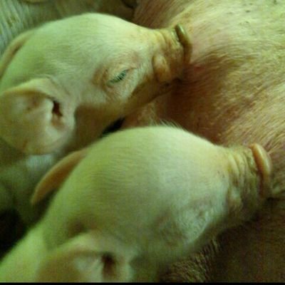 🐖くみちゅ～🐖さんのプロフィール画像