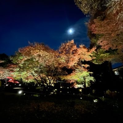 spl_omochi's profile picture. ゲーム関連、猫、日常