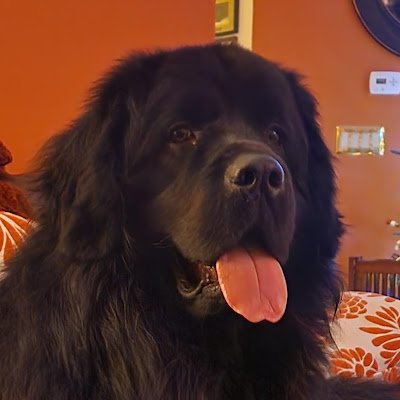 I am a 2yo Newfoundland with an abundance of energy and curiosity...  My best friend *(besides my hooman) and roommate is Austin the Bassett (aka: :BrownHound)