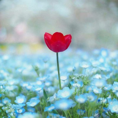 MahHabibi17's profile picture. 