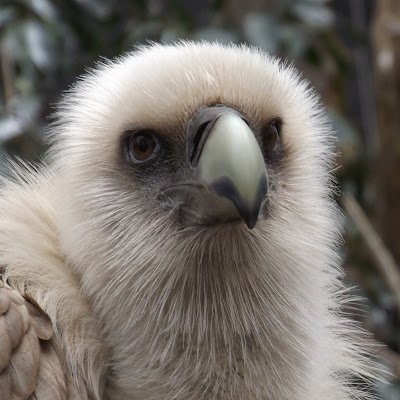 Birdsofbangkok1's profile picture. 