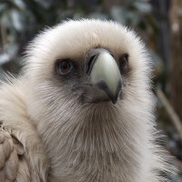 Birdsofbangkok (@birdsofbangkok1) 's Twitter Profile