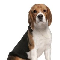 Beagle Lovers (@beaglelovers_) 's Twitter Profile
