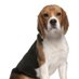 Beagle Lovers (@beaglelovers_) Twitter profile photo Beagle Lovers (@beaglelovers_) Twitter profile photo