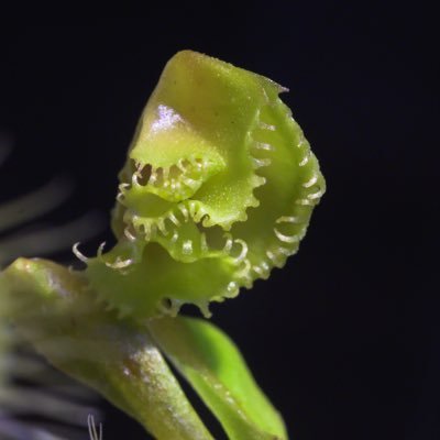 食虫植物の育成記録✳︎✳︎✳︎✳︎メイン:ハエトリソウ その他:ネペン・ヘリアンフォラ・ピンギキュラ・セファロタス✳︎✳︎本体は写真アカウントです。が、この植物垢はほぼiphoneで撮ってます本体→ @Pan_nu_photos