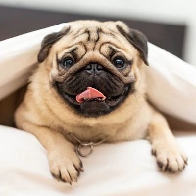 Welcome to#Pug Lovers Community🔽
We Share Pug Contents,🔽
Follow Us@puglovers__