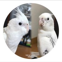 Mako🕊️🕊️🕊️ (@m_cpeko054) 's Twitter Profile Photo Mako🕊️🕊️🕊️ (@m_cpeko054) 's Twitter Profile Photo