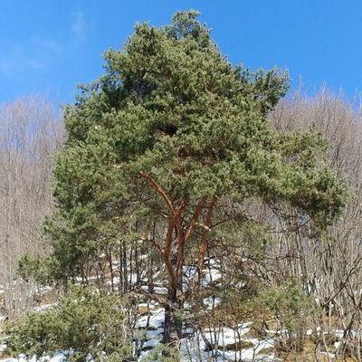 cal (primitivs) Profile