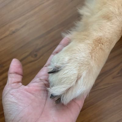 beenaajith's profile picture. Lifelong PYP learner and educator, animal lover, recluse at times, a proud liberal, find my peace and bliss amongst greenery 🌳🌲🌵☘️