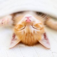 YouTube相互登録応援@10垢 (@channelsubsc) 's Twitter Profile