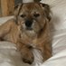 Happy Chap Barney (@michael94507736) Twitter profile photo Happy Chap Barney (@michael94507736) Twitter profile photo