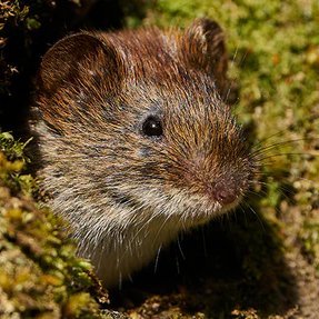 WandererVole's profile picture. Ph.D. in biomedical sciences.
Neuroscience.
Pair bond formation in prairie voles.