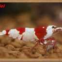 Daniel Chen - @daniel541029 - Twitter