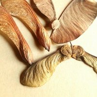 Sámara 🌿 (@samaranatura) 's Twitter Profile