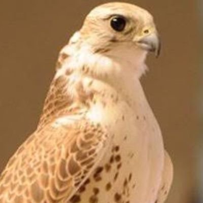 JR استثنائي مرحبا ياهلا حي بالشهامة مرحبا بالصقور المخلصين صامنين الوطن صانوا احترامه قدرهم عندنا غالي وثمين
**رجل اعمال مدير شركة لوتاه العالمية *40عام*🦅