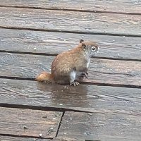 Toronto Squirrel (@lefttheleafs) 's Twitter Profile