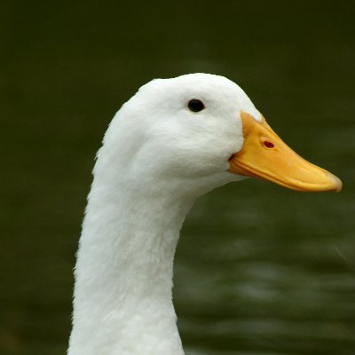 whitecyberduck Profile Picture