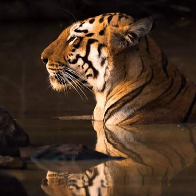 mmdmmwd14554590's profile picture. mohmed mahmoud