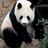 panda651