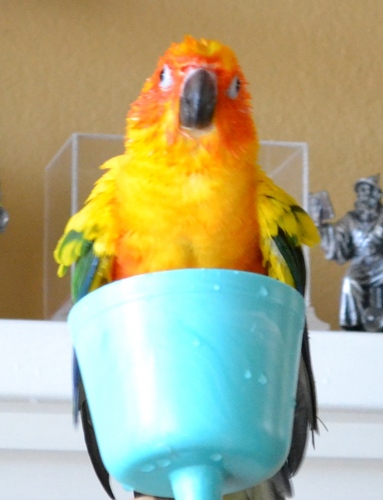 ScotsmaninCali's profile picture. 