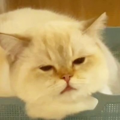 mmdwlgw's profile picture. 