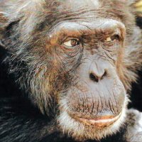 Ibn-i Meymun (@homomeraklitus) Twitter profile photo