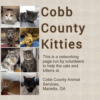 Helping the cats and kittens at Cobb County Animal Services in Marietta, Georgia.