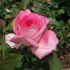 LucasPGSMc's profile picture. Soy Lucas Juego Minecraft y Aguante Belgrano