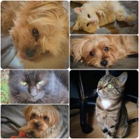 🐶Idjy Moïra Nigelle🐶 😺Viper, Yka, Laïka😺🐍🦎 (@latrinite38) 's Twitter Profile