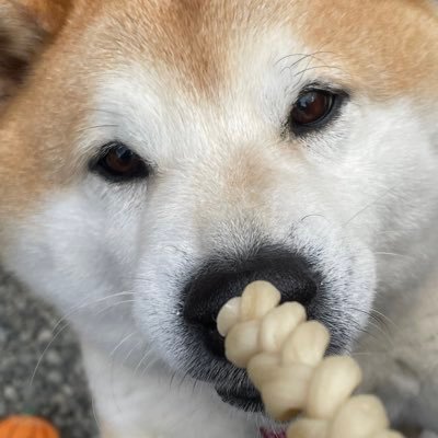 ぶんたです!2025年8月15日に主を置いてきぼりにして逝きました。でも今まで通りRTさせて頂きます。よろしくお願いします。