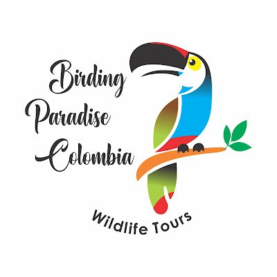 Tour Company Birding in Colombia - Empresa de aviturismo en Colombia 🇨🇴
birdingparadisecolombia@gmail.com
Wildlife tours🍃