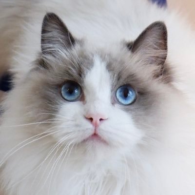 むぎ🥨ラグドール (@mugineko_rag) / Posts / X