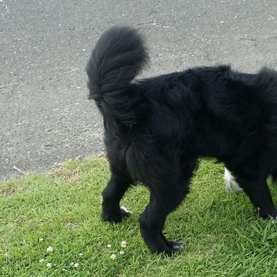 lalilu_Leon's profile picture. SNS苦手やけど推し活したい。で、始めたSNS。
無言フォロー＆いいね失礼します。
すけすけ鯛。マリエさん推し。
趣味:キャンプ、酒、燻製。わんちゃん溺愛。飼いたい。