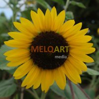 melq.art(@melq_art) 's Twitter Profile Photo