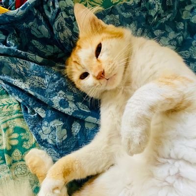 hussein_adnaan's profile picture. 