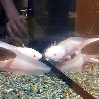 秋田県内を中心に癒やしスポットや美味しいものを探し求めるちんあなごです。

水族館とか動物園、植物園など好きです✨
投稿は気まぐれですが気軽にフォローしてもらえると嬉しいです🥰