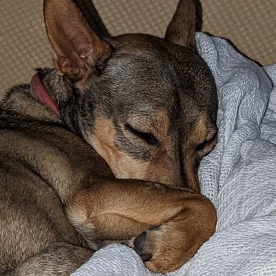 yung_pupp's profile picture. 👾🎮 Twitch Affiliate 🎮👾 
🖥️streaming everyday🖥️
many many games are played